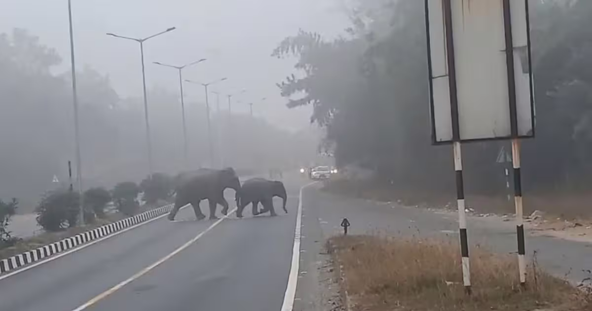 रामगढ़ में रांची-पटना NH पर हाथियों के झुंड आने से दहशत, वन विभाग के पसीनें छूटे, अब तक ले चुकी हैं 6 लोगों की जान