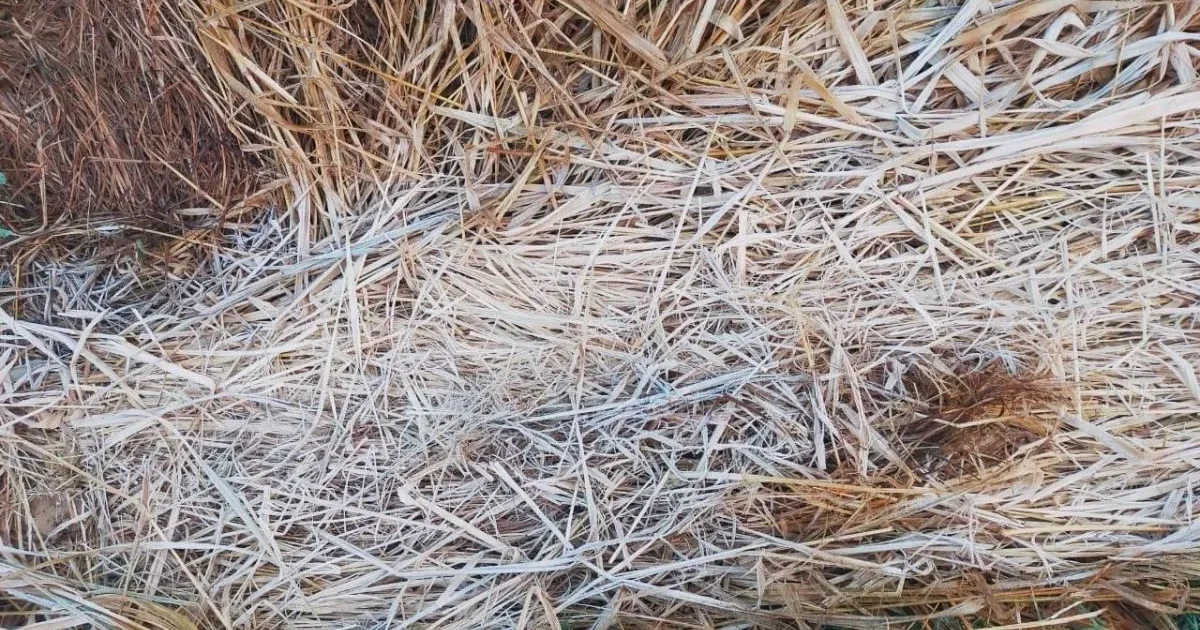 रांची में शिमला से भी अधिक ठंडा, खेतों पर बिछी बर्फ की चादर, तीन दिन बाद और गिरेगा पारा